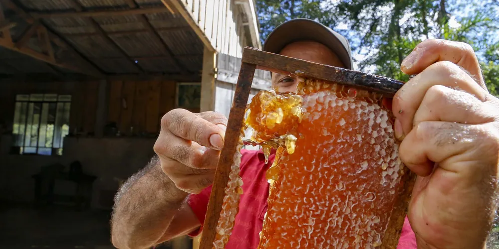 Arapoti é a maior produtora de mel do Paraná