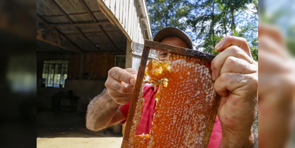 Arapoti é a maior produtora de mel do Paraná