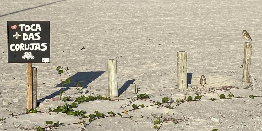 Corujas-buraqueiras fazem tocas ao longo da nova Orla de Matinhos