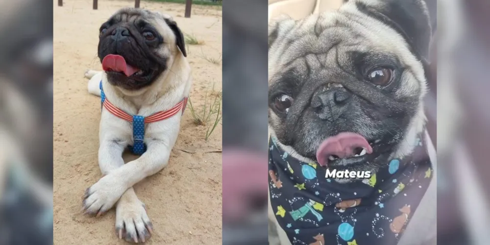 Cachorro desapareceu na noite dessa terça-feira