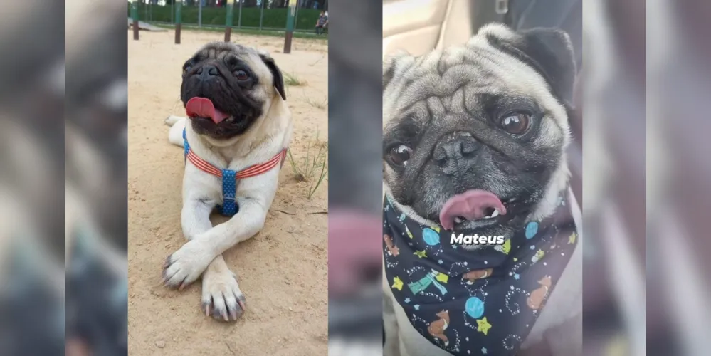 Cachorro desapareceu na noite dessa terça-feira