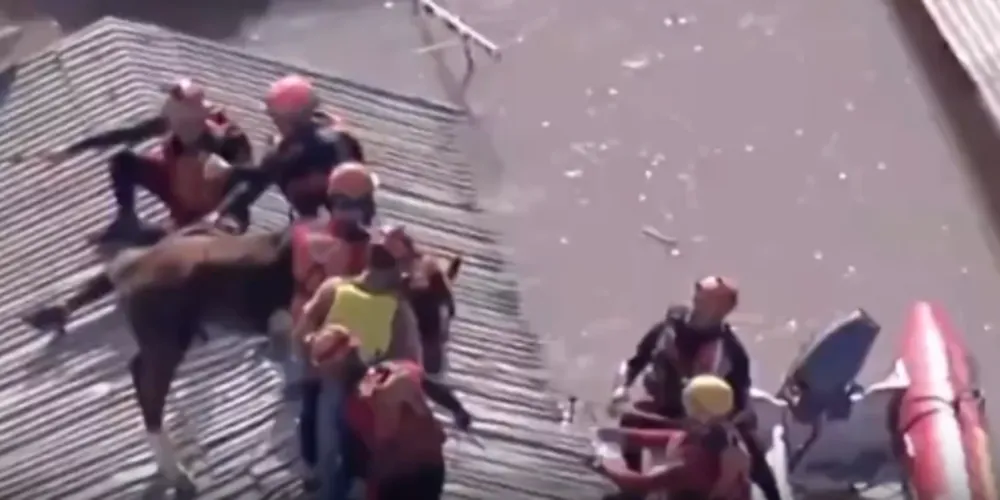 Após 24h, o cavalo foi resgatado