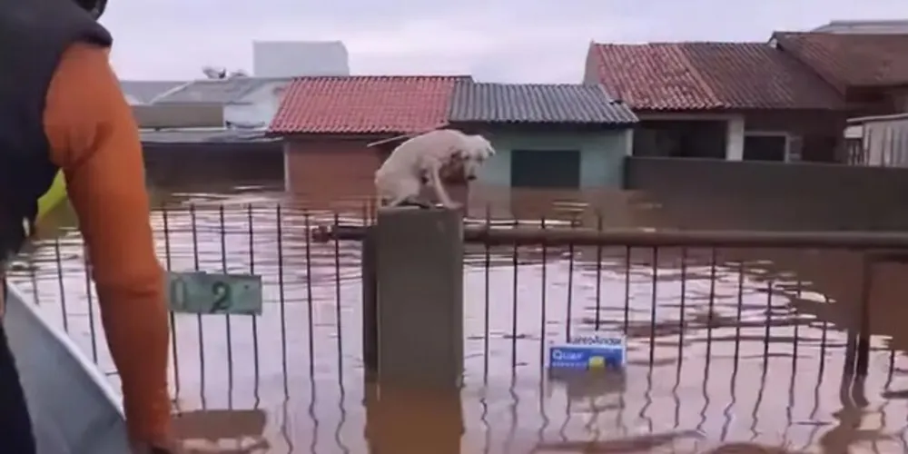 No total, mais de 10 mil animais já foram resgatados