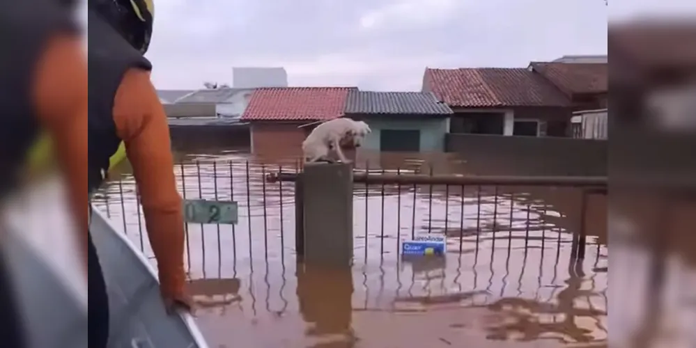 No total, mais de 10 mil animais já foram resgatados