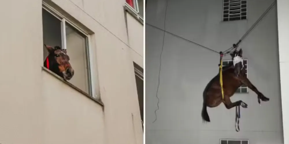 Égua isolada dentro de apartamento do 3º andar em prédio de São Leopoldo e depois resgatada pelos bombeiros