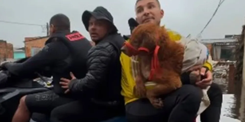 Apesar da tensão, o grupo conseguiu salvar dois gatos e dois cachorros