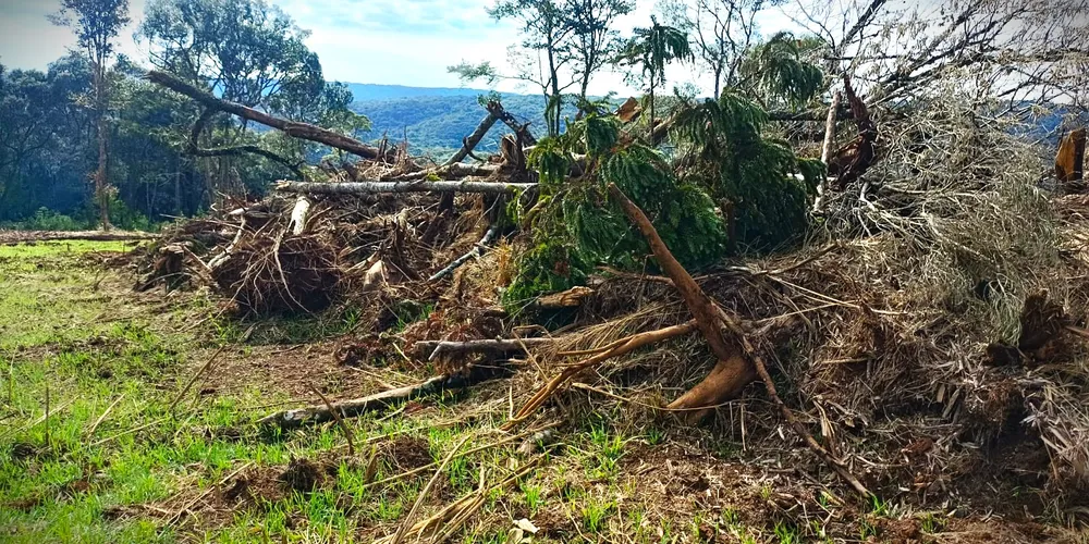 Destruição de Araucária, Imbuia e Xaxim foi registrada