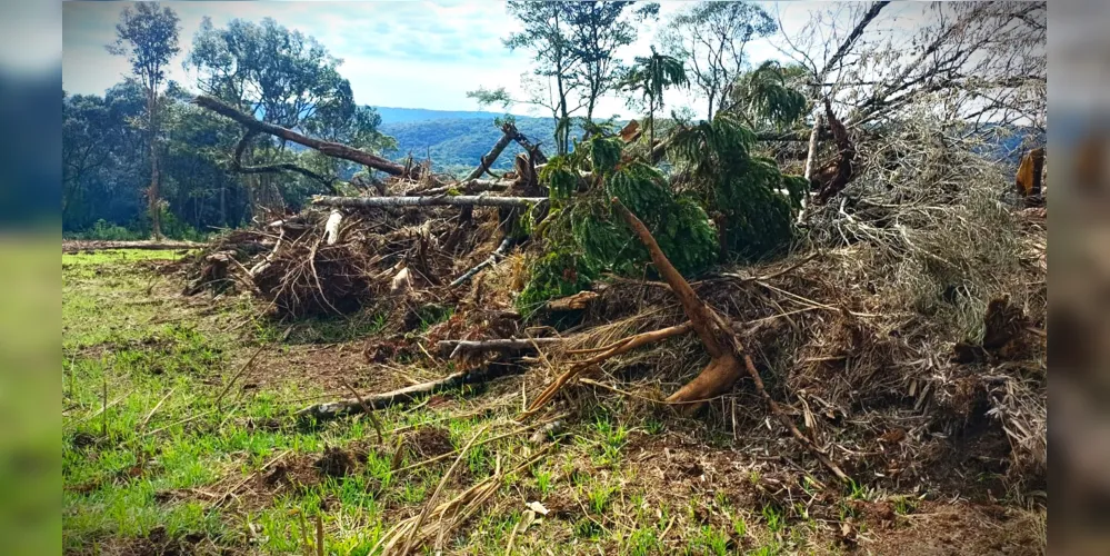 Destruição de Araucária, Imbuia e Xaxim foi registrada