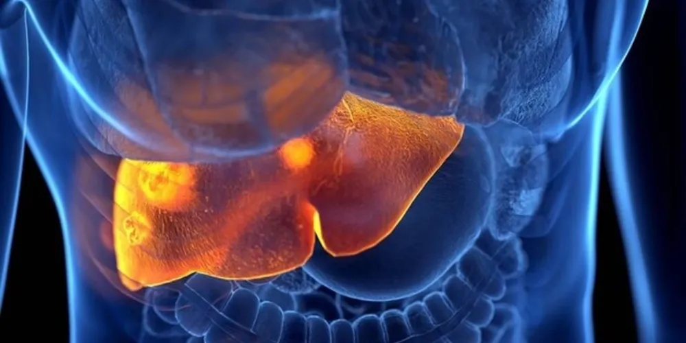 O fígado é o órgão responsável por metabolizar as toxinas que circulam pelo corpo