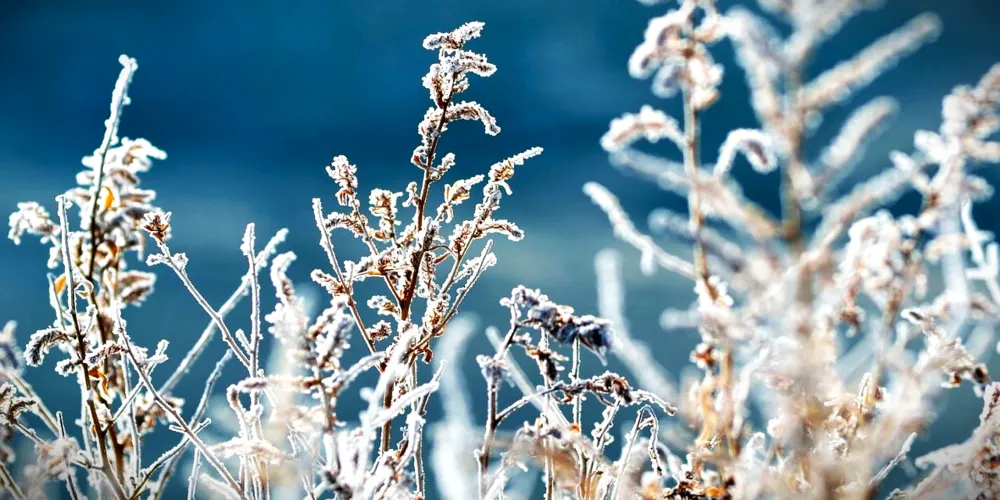 Geada pode atingir cidades em alerta até as 8h desta quinta-feira (27)