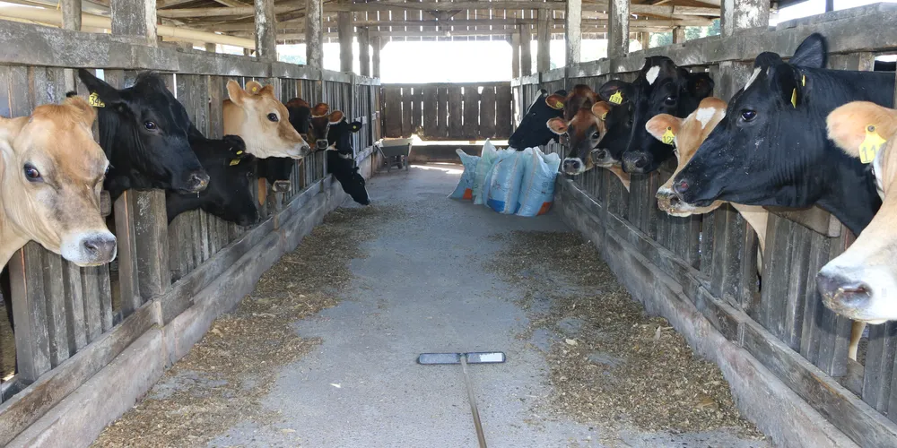 Entre as cidades dos Campos Gerais, Castro ocupou o primeiro lugar