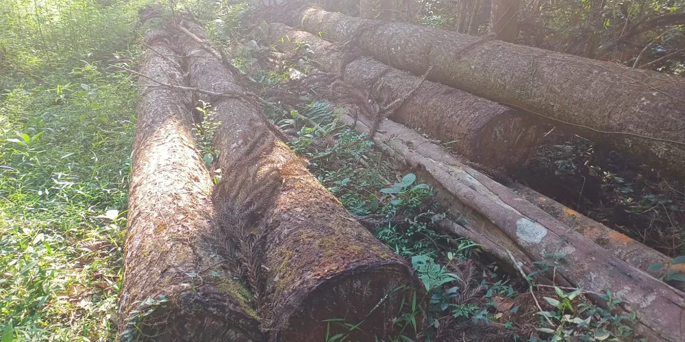 Foi constatado o corte de 54 árvores