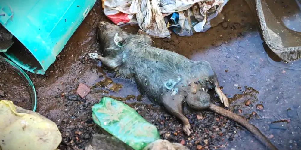 Mais sete mortes estão em investigação pelo Centro de Vigilância