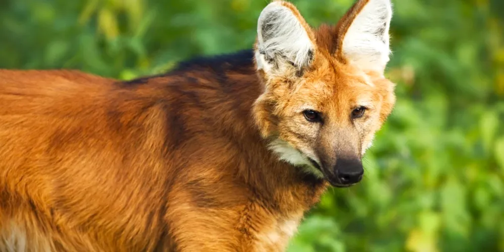 Logo-guará é uma das espécies que aparece, constantemente, na lista de vulnerável no ICMBio