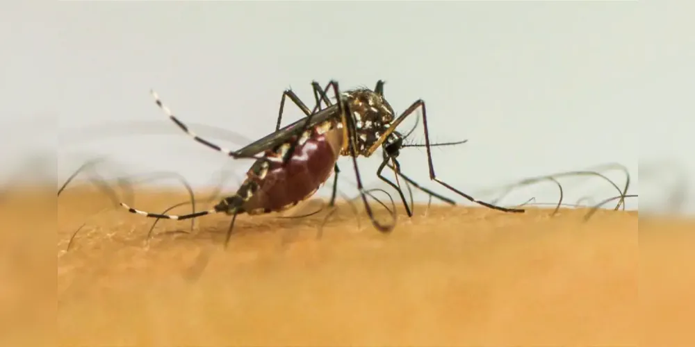 396 municípios já apresentaram notificações da doença, transmitida pelo mosquito Aedes aegypti