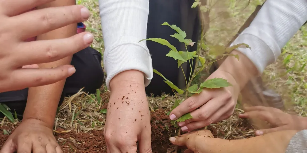 Desde 2019, IAT distribuiu 9,8 milhões de mudas de espécies nativas