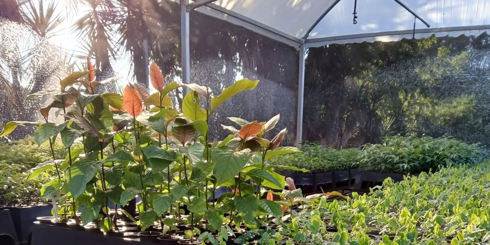 Projeto promove a preservação ambiental por meio do plantio e cultivo de mudas nativas