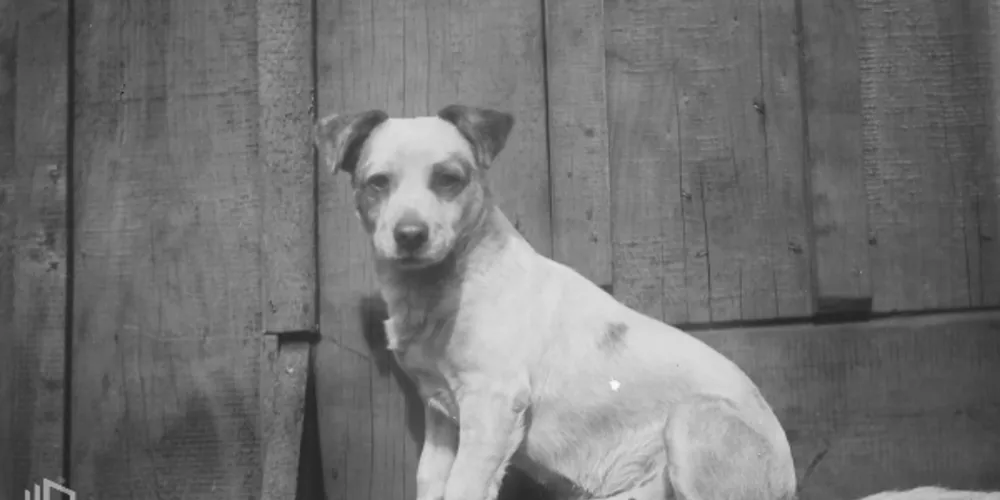 A exposição ‘Cães, gatos e o ontem' continua a retratar a diversidade de temáticas presentes no acervo histórico de Luiz Bianchi e família