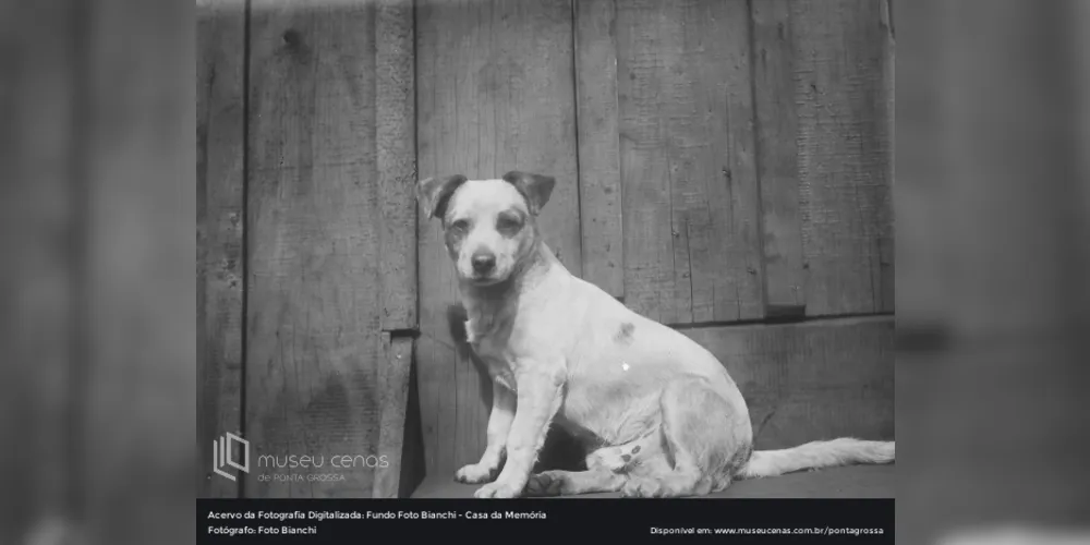 A exposição ‘Cães, gatos e o ontem' continua a retratar a diversidade de temáticas presentes no acervo histórico de Luiz Bianchi e família