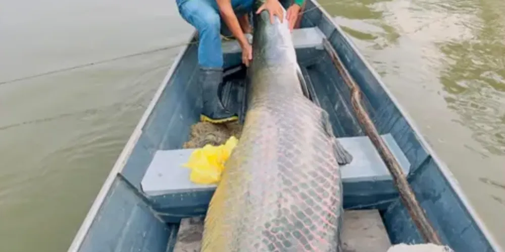 Pescaria ocorreu no dia 17 de junho