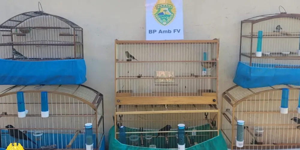 Operação aconteceu nas cidades de Ponta Grossa, Guarapuava, Imbaú e Lapa