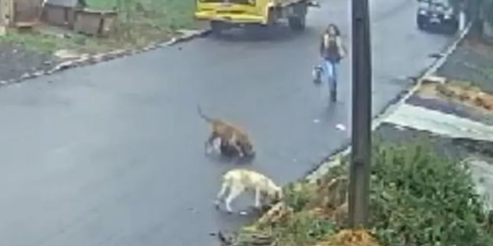 Moradora presenciou o ataque e interviu