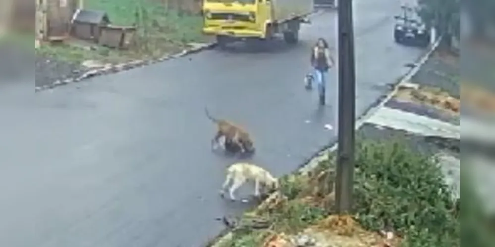 Moradora presenciou o ataque e interviu