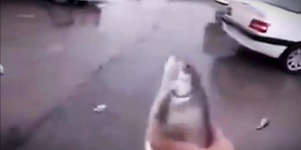 Populares de Yasuj filmaram a situação inusitada