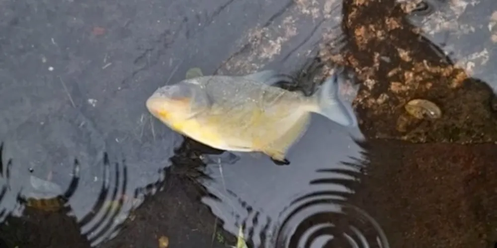 Piranhas foram vistas por populares