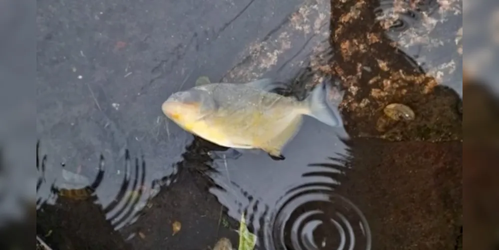 Piranhas foram vistas por populares