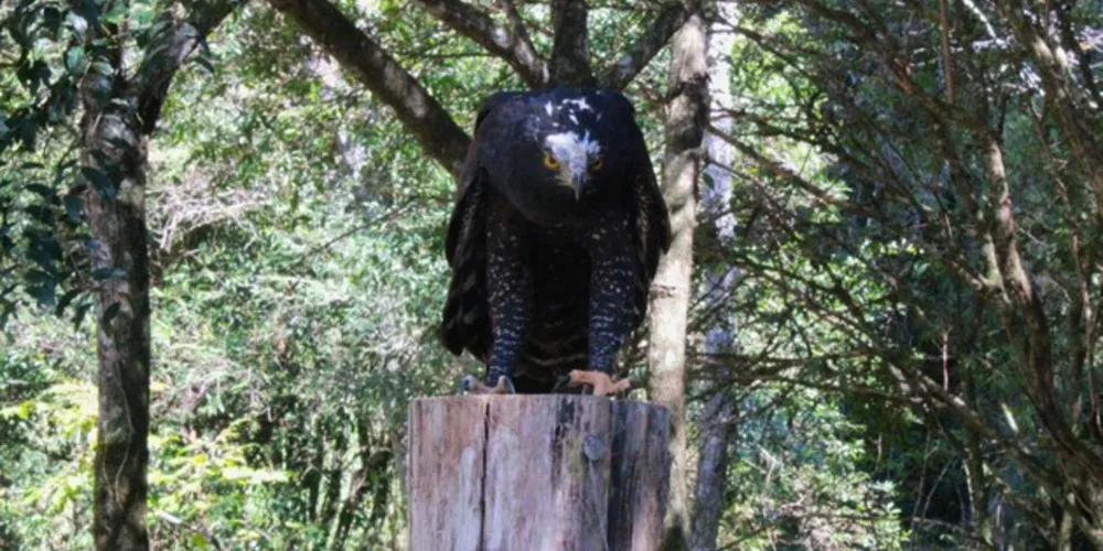 Ave pode medir até 70 centímetros e pesar mais de 1kg