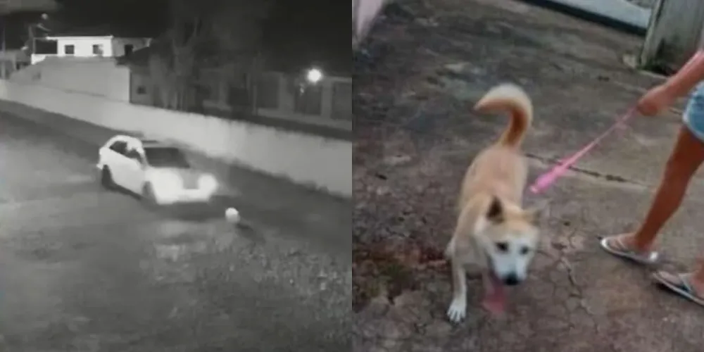Família procurava pelo animal desaparecido