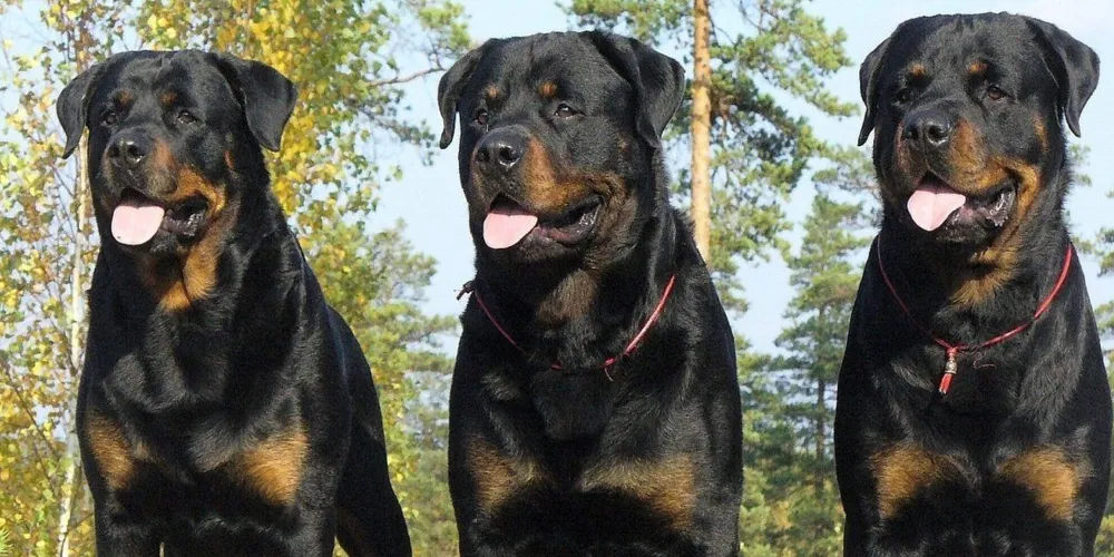 Cães estavam fazendo a segurança do estabelecimento