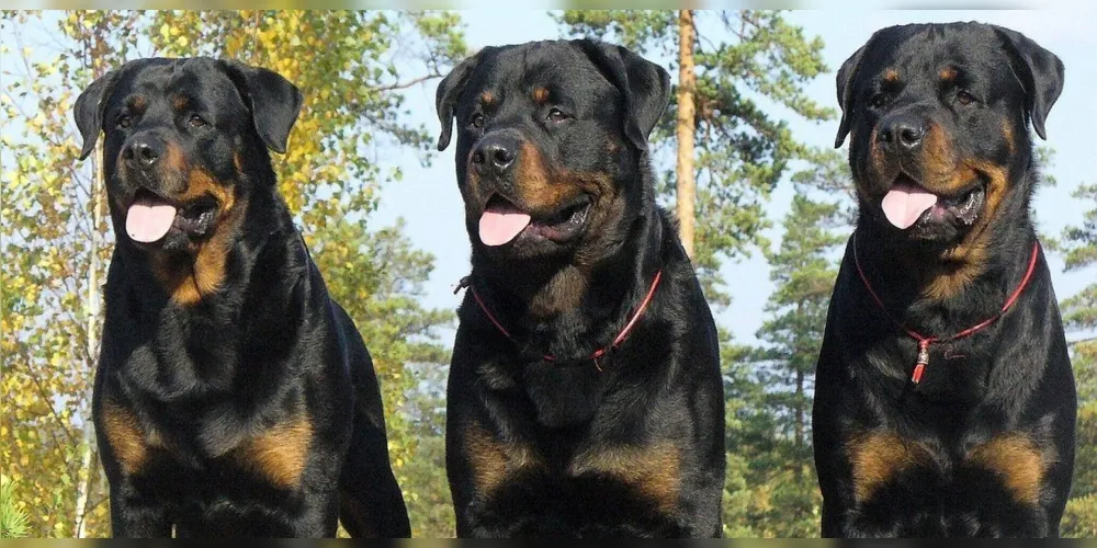 Cães estavam fazendo a segurança do estabelecimento