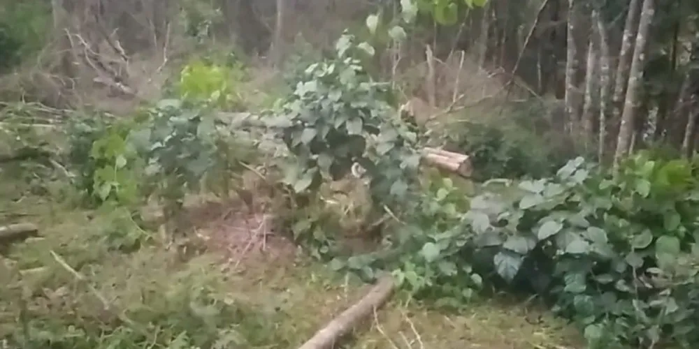 Além da multa, o homem responderá criminalmente pelos danos