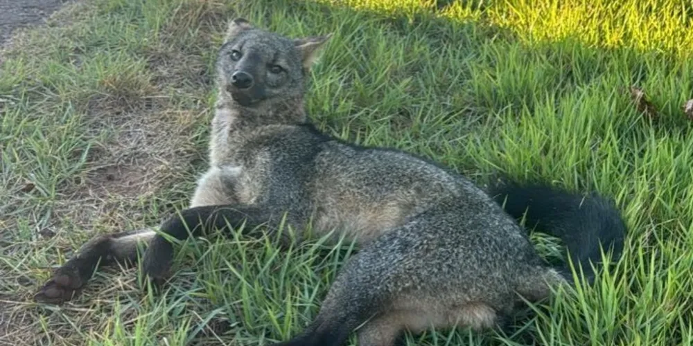 Os dois animais foram entregues à equipe do RBV em março, pela Polícia Militar Ambiental