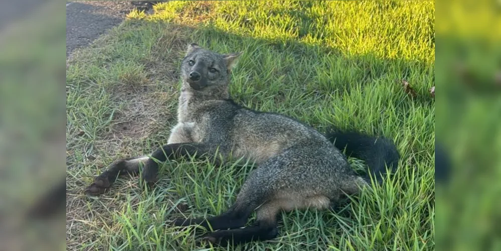 Os dois animais foram entregues à equipe do RBV em março, pela Polícia Militar Ambiental