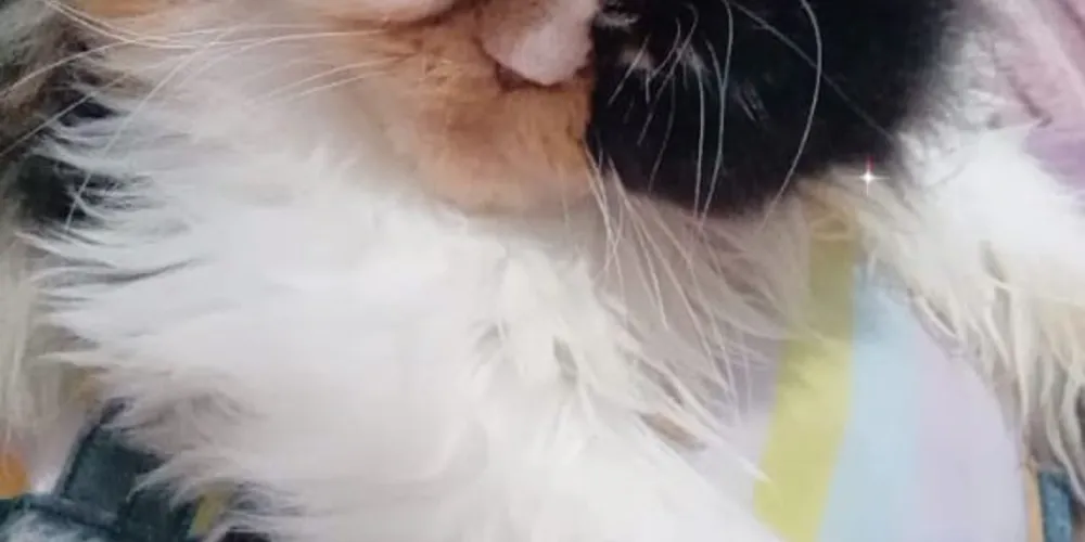 A gata Pandora desapareceu em 14 de maio.