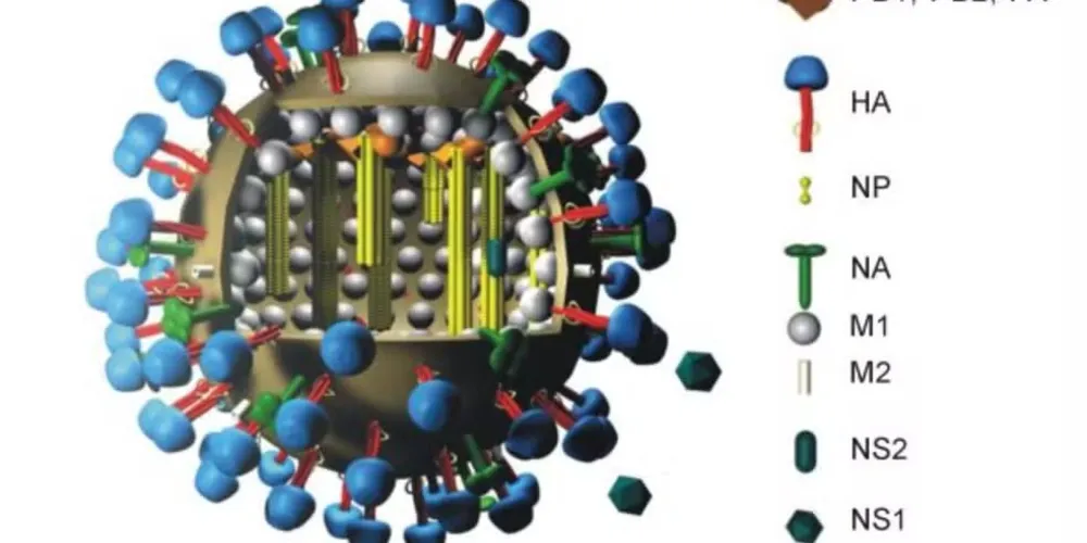 Modelo da variante H5N2 da gripe aviária