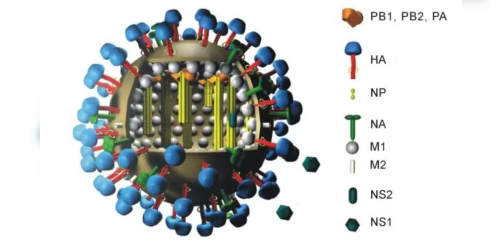 Modelo da variante H5N2 da gripe aviária