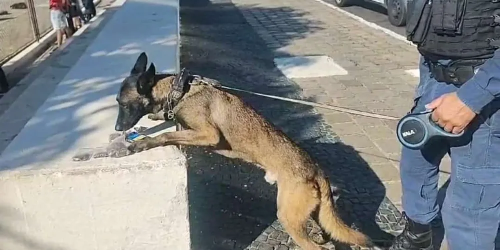 As drogas foram entregues pela equipe na delegacia