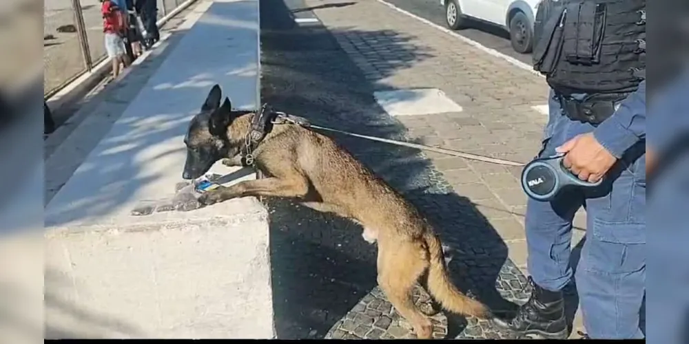 As drogas foram entregues pela equipe na delegacia