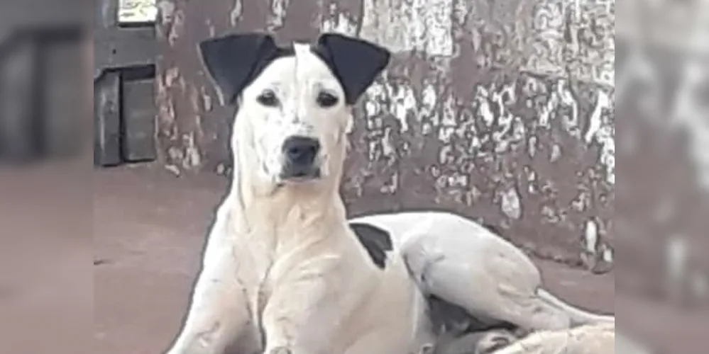 Animal teria fugido de casa na tarde dessa quinta-feira