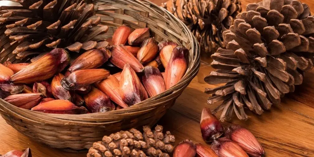 A festa do Pinhão é um evento de cunho beneficente.