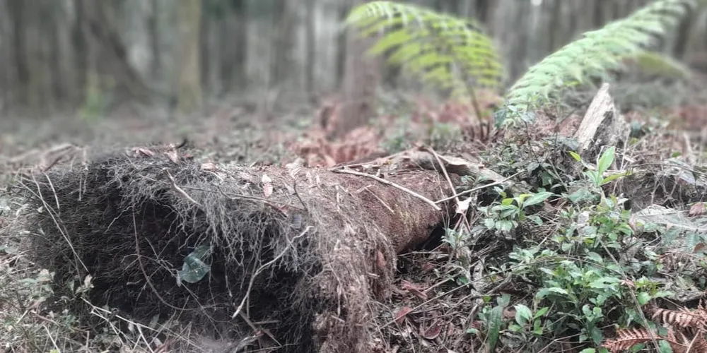 Situação aconteceu na localidade Água Mineral