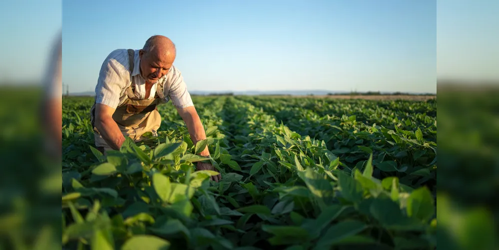 Dentro da ideia de ser simples, unindo produtores, cooperativas e técnicos em agricultura, a Laços do Agro é uma plataforma acessível via celular