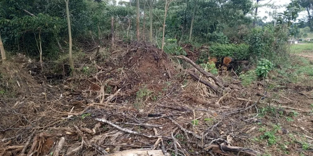Destruição de vegetação nativa foi constatada em área de 6,29 hectares