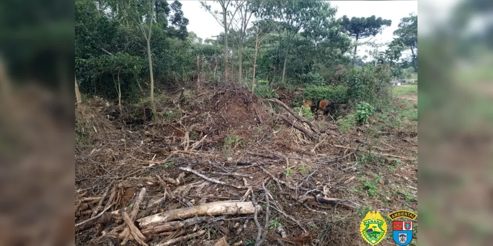 Destruição de vegetação nativa foi constatada em área de 6,29 hectares