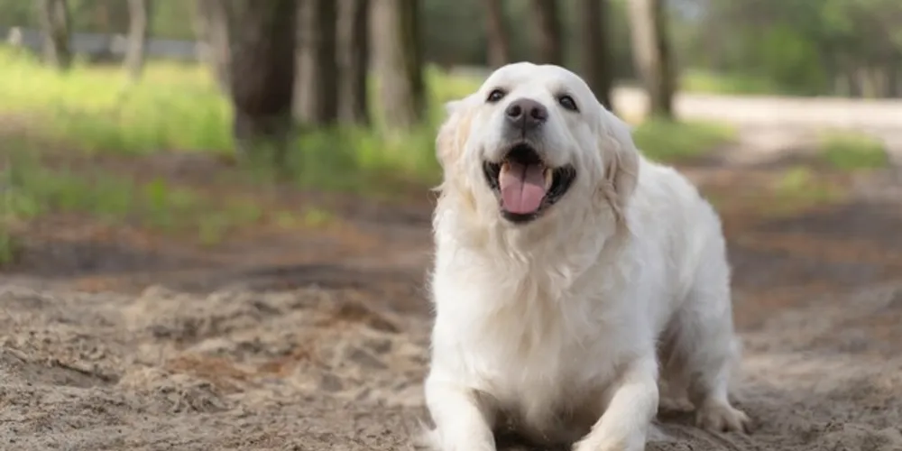 Cachorro estava na clínica veterinária para ser castrado e fugiu