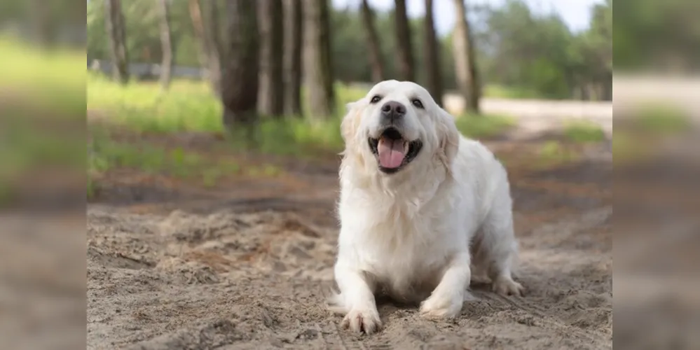 Cachorro estava na clínica veterinária para ser castrado e fugiu